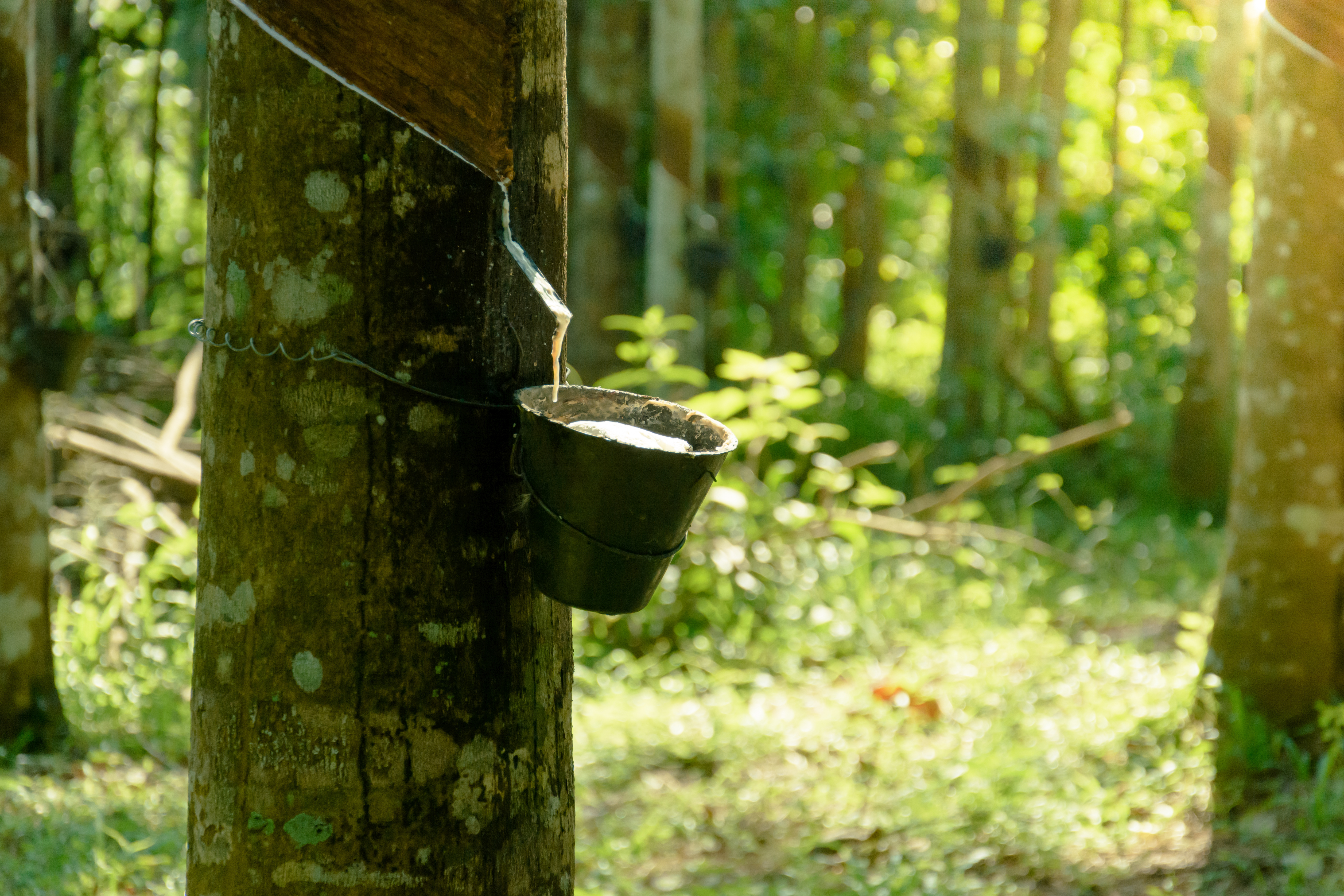 albero della gomma|gomma ed elastomeri