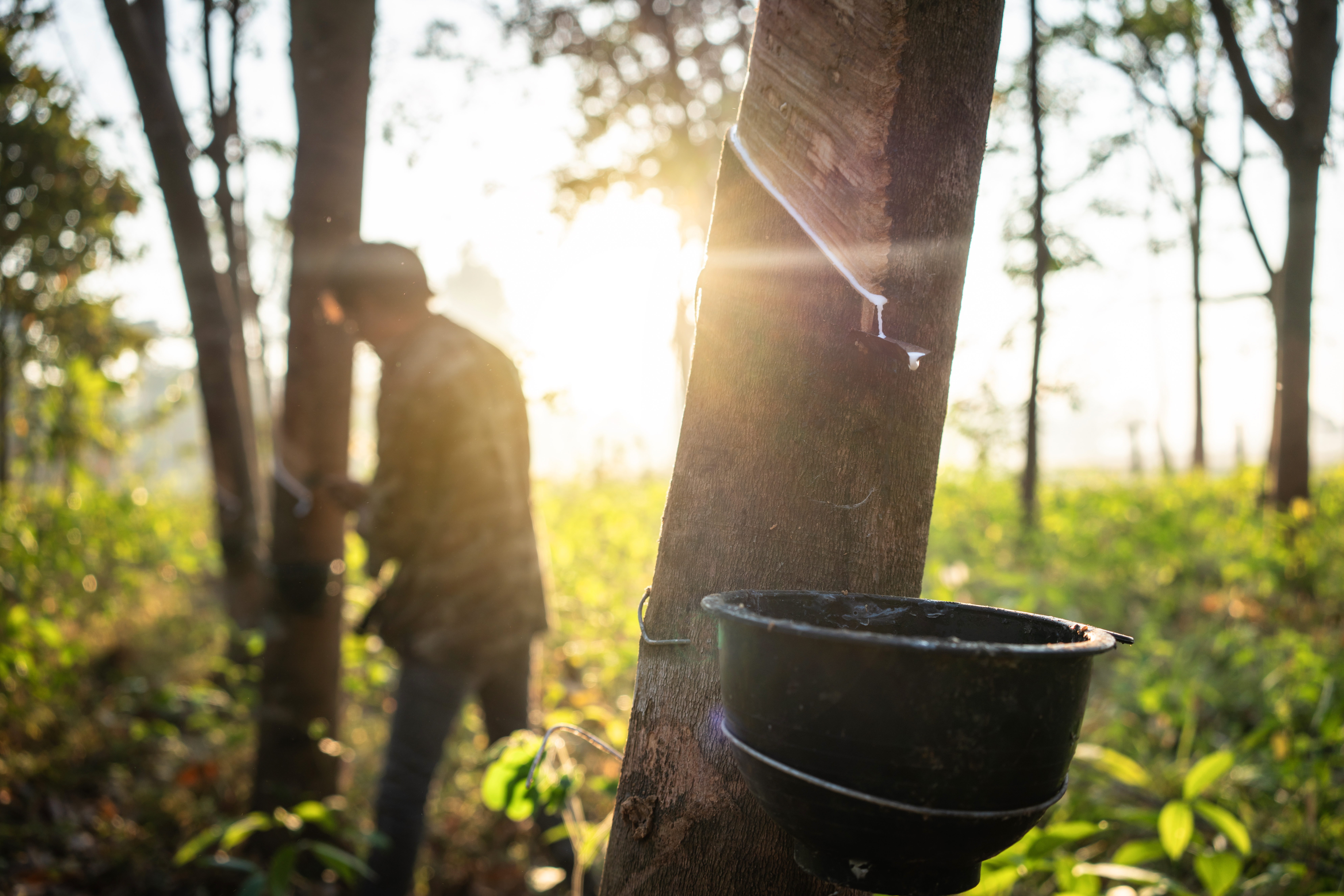 produzione di gomma naturale |NR